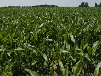 Arable land and crops-Akkers en gewassen